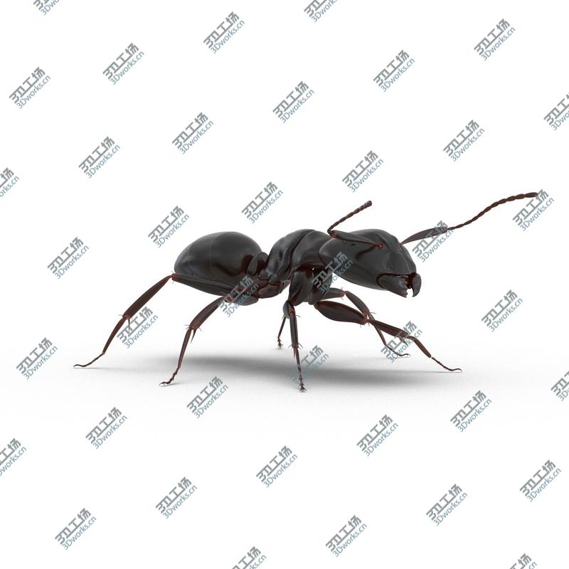 images/goods_img/202104092/Black Ant Rigged for Cinema 4D/2.jpg